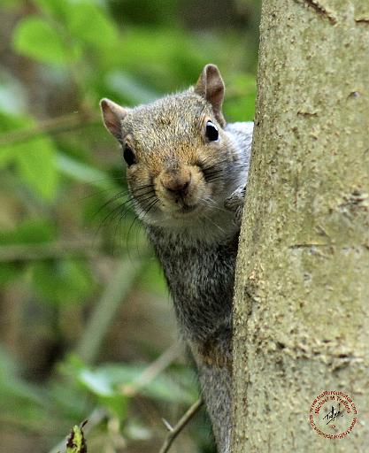 Grey Squirrel 9P52D-097.JPG